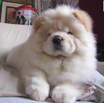 Registrovan� �t��ata Chow Chow pro nov� domov