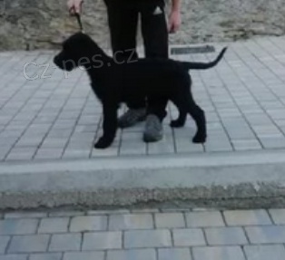 Rozko�n� �t��ata kn�ra�  jsou nyn� k dispozici