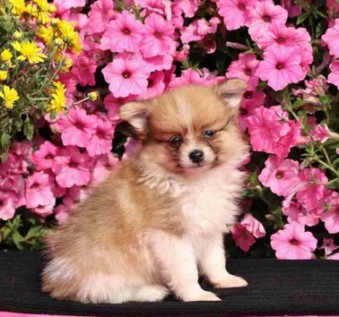 �t��ata N�meck� �pic  pro dobr� domov