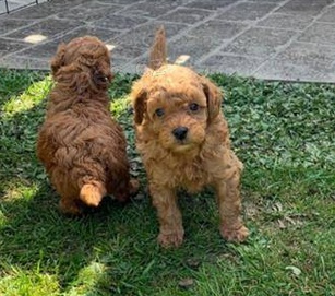 Roztomil� �t��ata Pudl k adopci