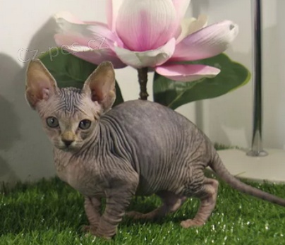 K dispozici jsou zdrav� ko�ata Sphynx 