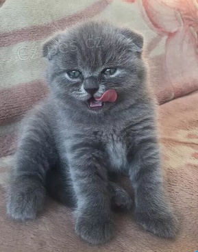 K dispozici zdrav� ko�ata Scottish Fold 
