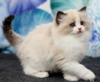 K dispozici jsou roztomil� ko�ata Ragdoll 