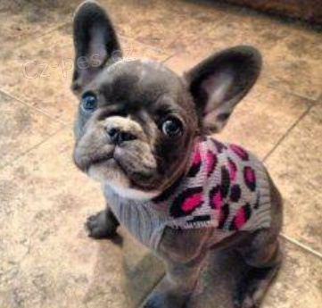 �t��ata Francouzsk� buldo�ek  k adopci