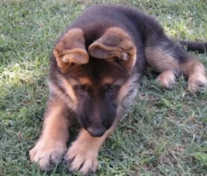 roztomil� �t��ata n�meck�ho ov��ka K dispozici 