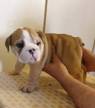 �t��ata Anglick� buldok  pro dobr� domov