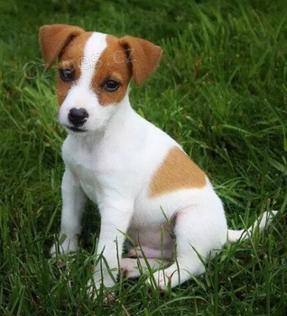 �t���tka Jack Russell Terrier pro nov� domov