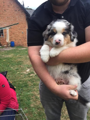 Australsk� ov��k pro nov� rodi�e