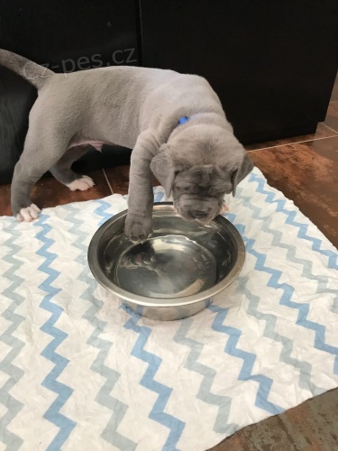 dispozici �t��ata cane corso italiano