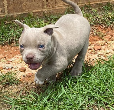  �t���tka  americk� Bully k dispozici