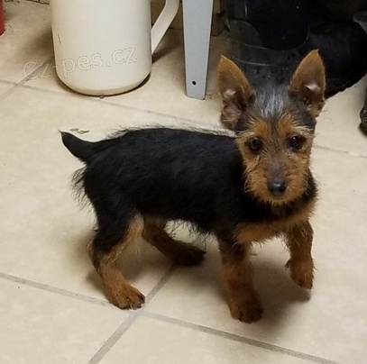 ��asn� �t��ata australsk�ho teri�r