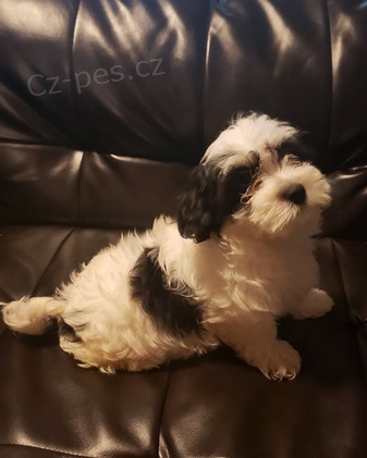 K dispozici �t��ata Coton De Tulear 