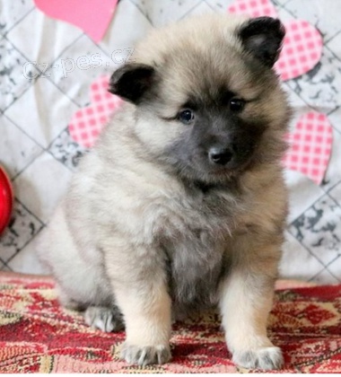 ��asn� �t���tka Keeshond k dispozici 