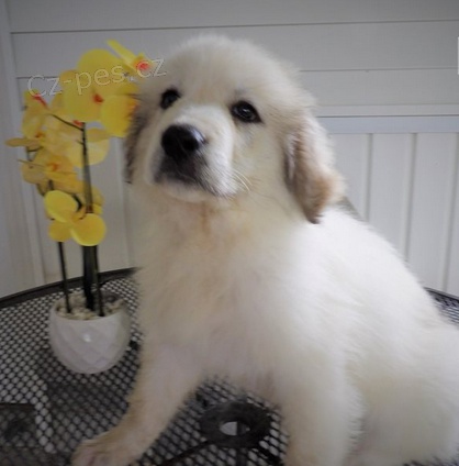 velk� �t��ata Pyrenej� K dispozici