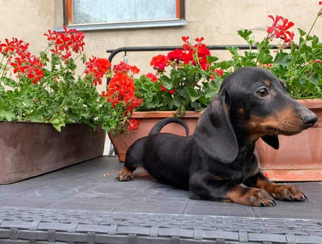 Kr�sn� jezev��k chlapec a d�vka