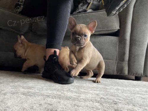 francouzsk� buldok �t��ata