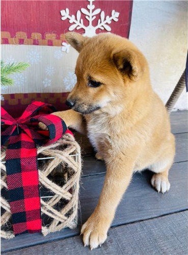 Roztomil� shiba inu