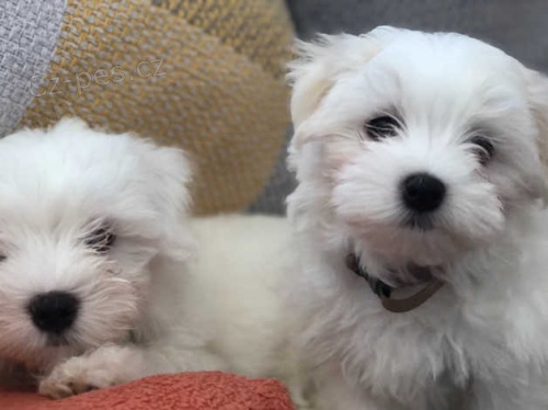 malt�zsk� �t��ata