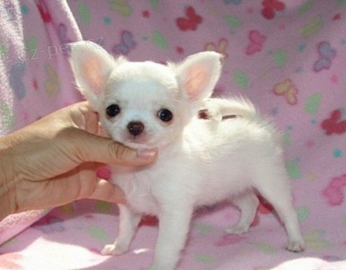 �ivava na prodej bez PP