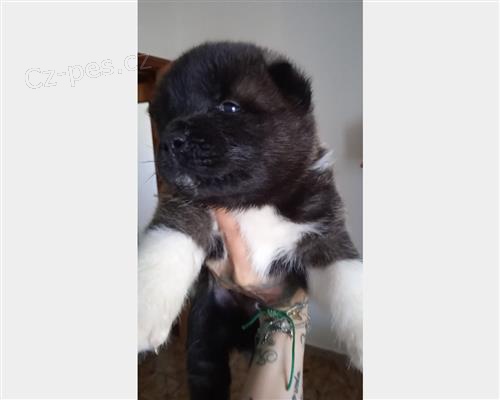 Americk� akita �t��ata