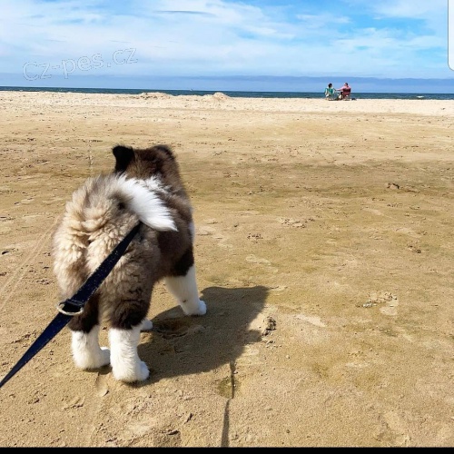 Americk� akita �t��ata