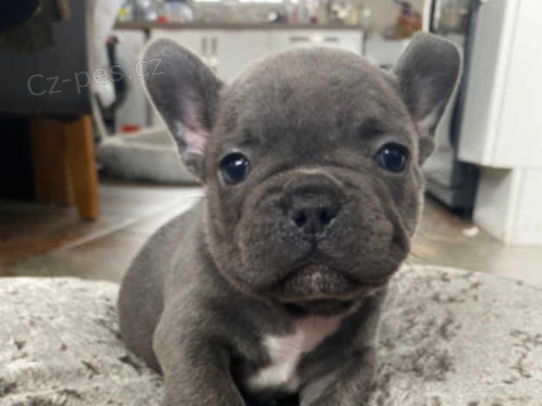 kvalitn� �t��ata francouzsk�ho buldoka