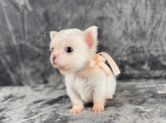 �t��ata  civava 