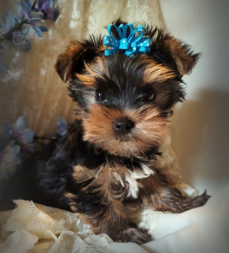 Jork��rsk� teri�r