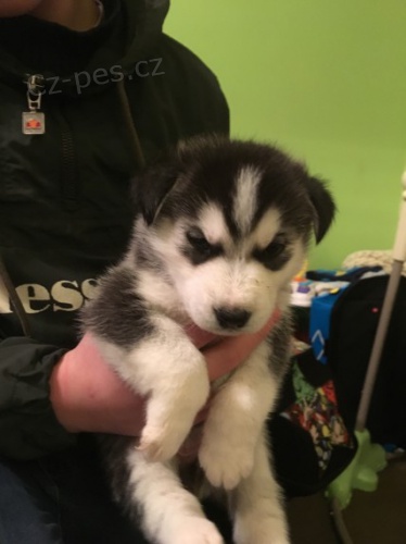 sibi�sk� husky s kr�sn�mi modr�mi o�ima.