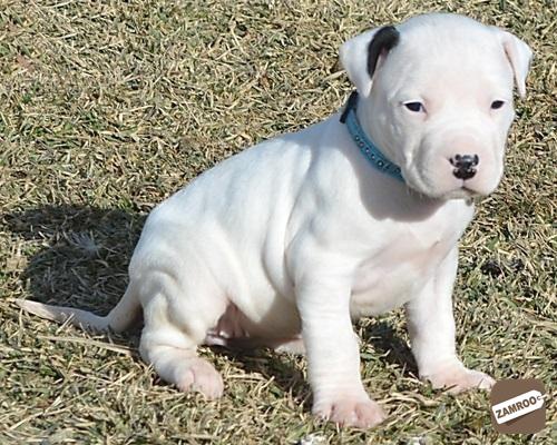 Prodej �t��at Dogo Argentino