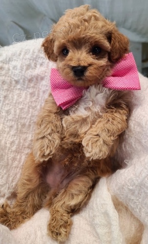 �t��ata trpasli��ch pudl� na prodej.