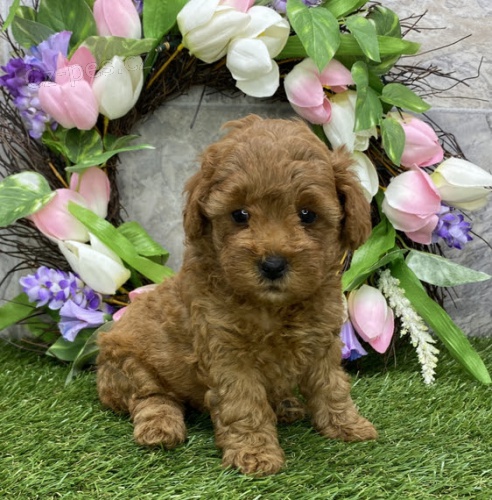 roztomil� �t���tka pudla na prodej.