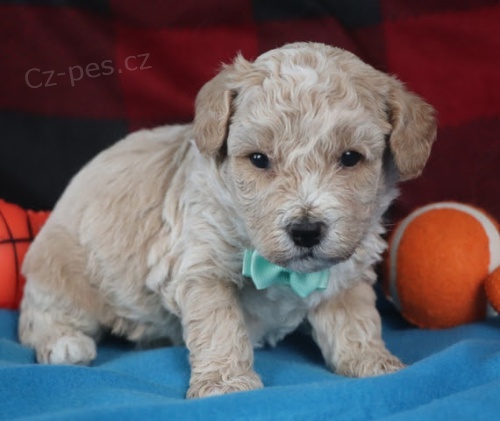 samci a samice od�erven� a o�kovan� �t��ata bichon poo na prodej.