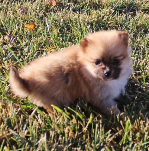 Hygienicky vy�kolen� miniaturn� �t��ata �pic� a pomeranian� na prodej.