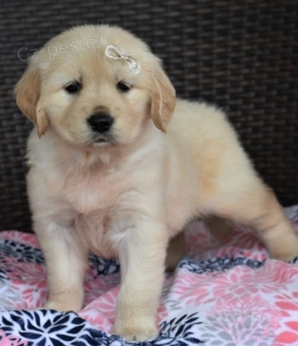 ZDRAV� a O�KOVAN� zlat� retr�vr