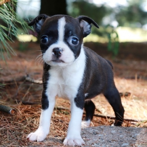 ��asn� �t��ata bostonsk�ho teri�ra na prodej