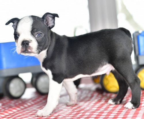 O�KOV�NO a od�erveno na prodej �t��ata bostonsk�ho teri�ra