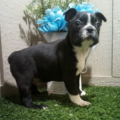 Bostonsk� teri�r / boston teri�r / boston teri�r