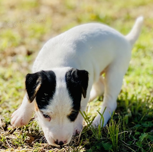 Jack Russell �t��ata.