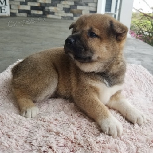 Rozko�n� a kr�sn� miminka �t��ata shiba inu na prodej