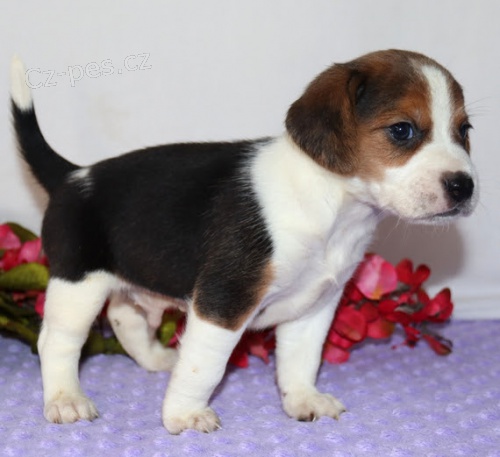 Kr�sn� a roztomil� �t���tka b�gl� (od�erven� a o�kovan�).