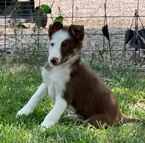 �t��ata border kolie na prodej