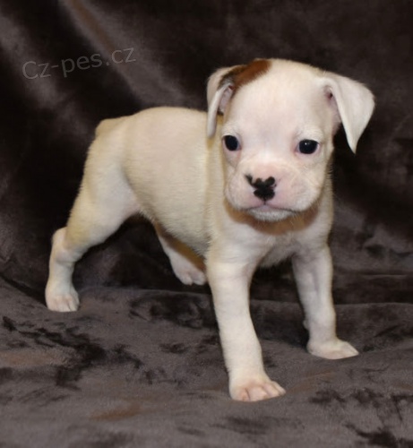 zdrav� a od�erven� b�l� n�meck� �t��ata boxera na prodej