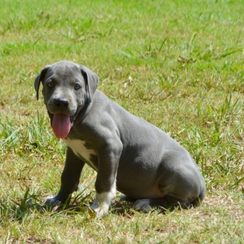 kr�sn� modr� pes a fena n�meck� doga �t��ata na prodej