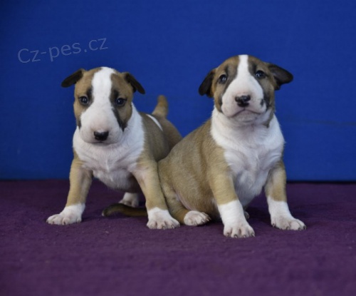 anglick� bulteri�r