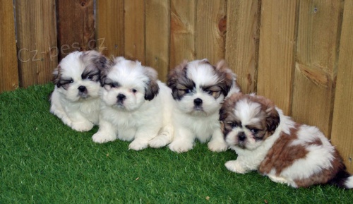 MINI - �t��ata SHIH TZU na prodej