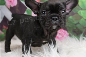 Francouzsk� buldo�ek �t��ata