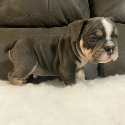 roztomil� anglick� buldok