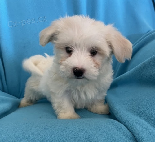 B�L� havansk� �t��ata