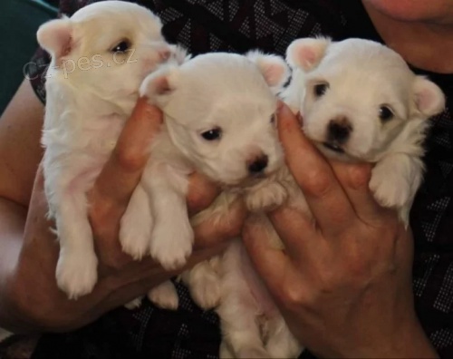 malt�tina-malt�tina-malt�tina